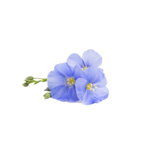 Lin dispensable par cette chaleur !